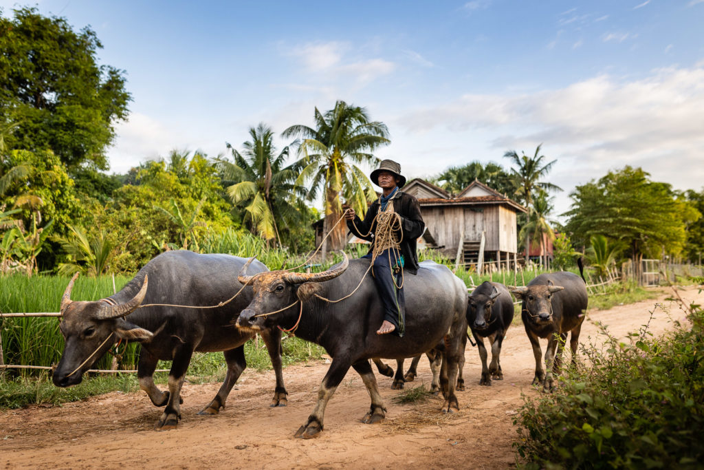 Buffalo Herd in Cambodia